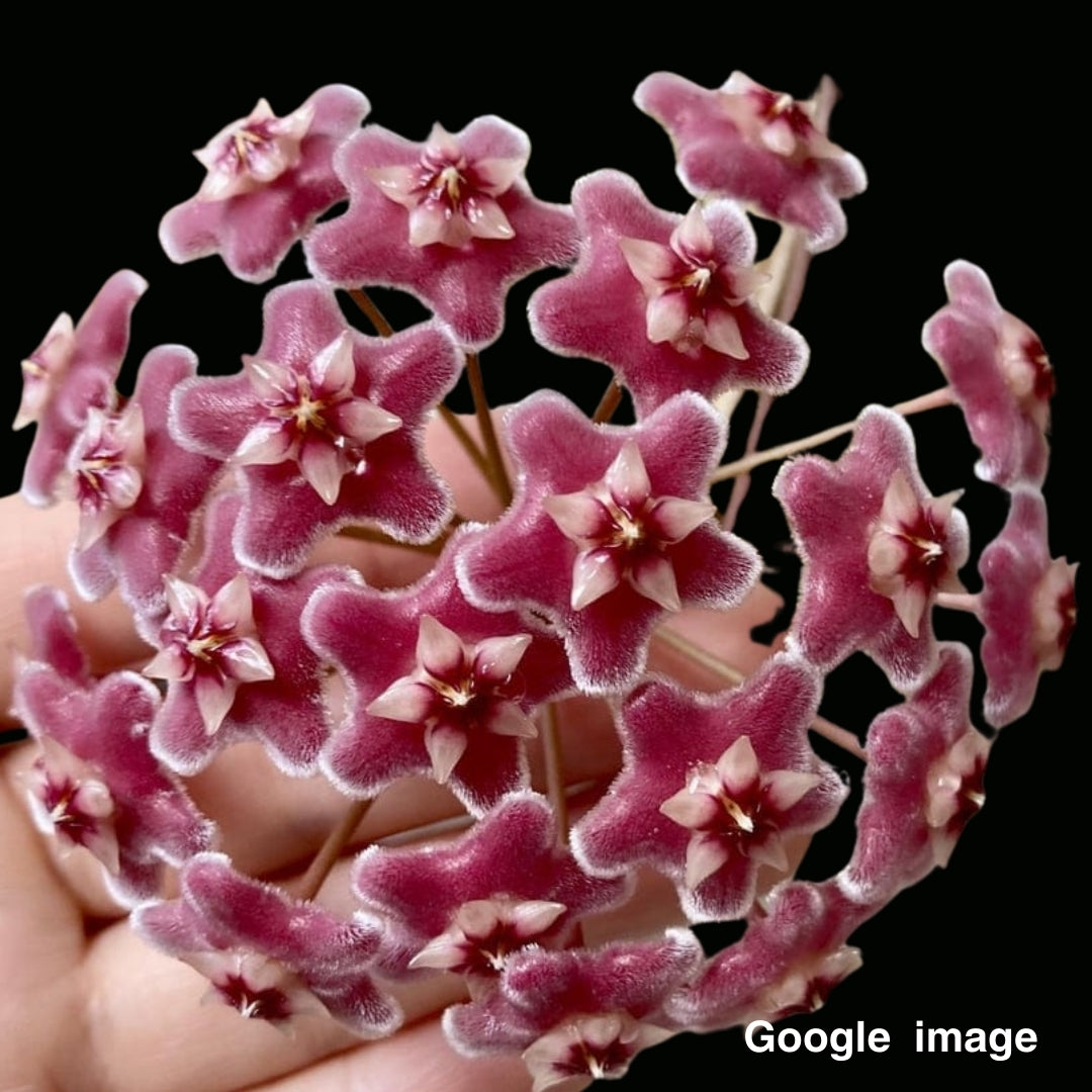 Hoya Skinnerniana Large (PRE-ORDER)-JULY394