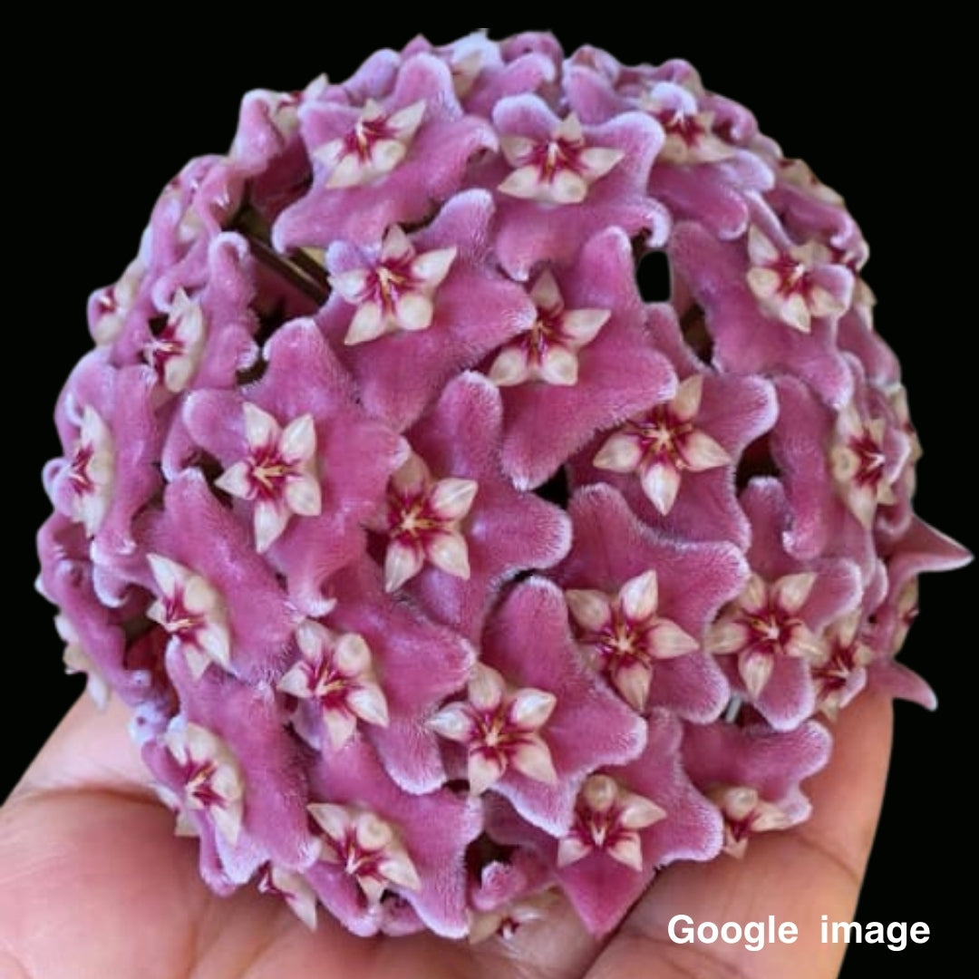 Hoya Skinnerniana Large (PRE-ORDER)-JULY394