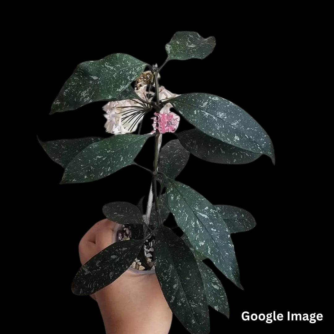Hoya Multiflora Mini Splash (Medium) PRE-ORDER-JULY395