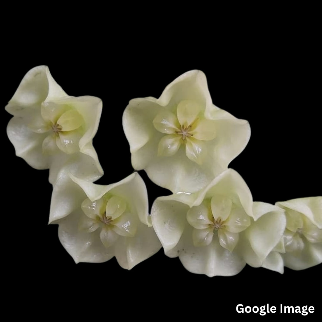 Hoya Multiflora Silver (Smaller) PRE-ORDER-JULY396