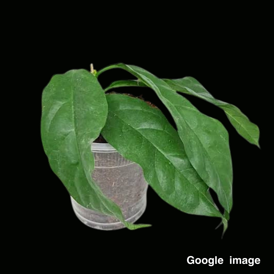 Hoya Solokensis (Large) PRE-ORDER-JULY537