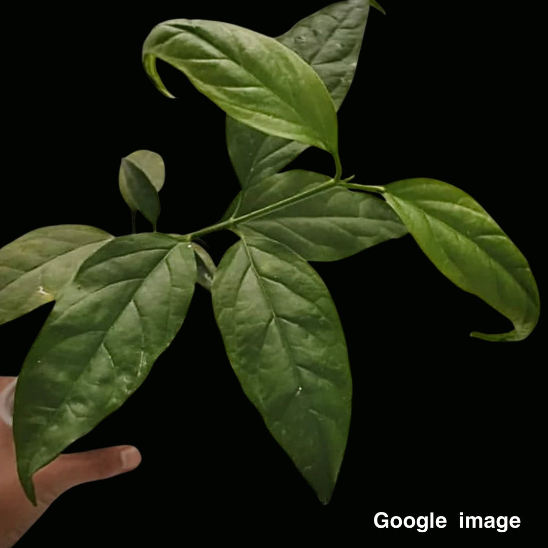 Hoya Solokensis (Large) PRE-ORDER-JULY537