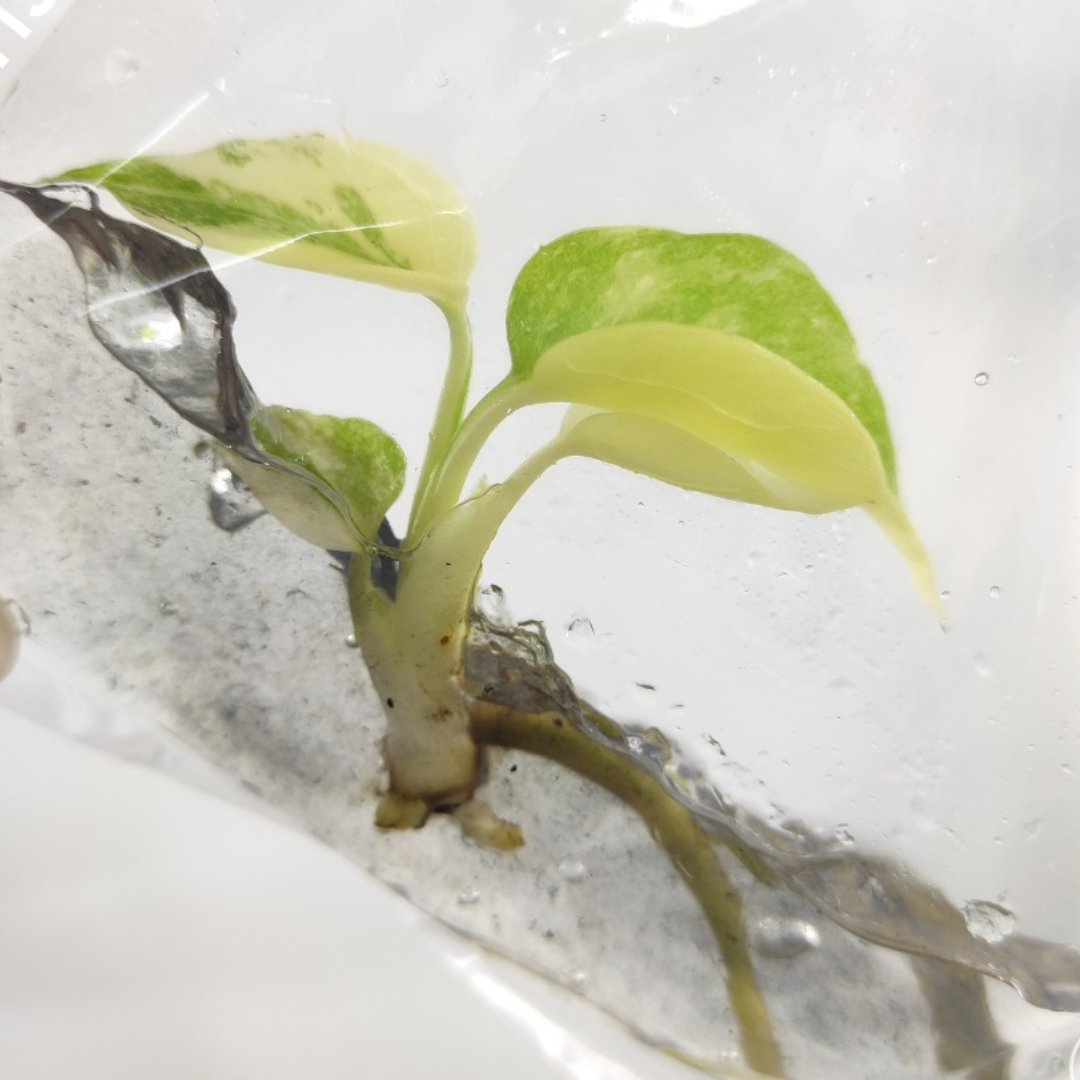 Monstera Thai Constellation Tissue Culture (PRE-ORDER)-TC104