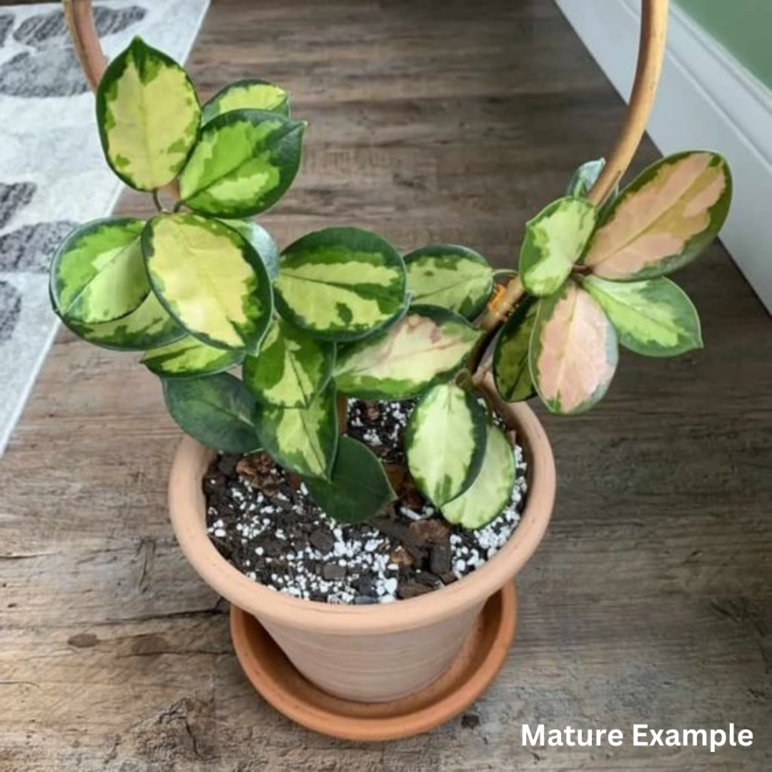 Hoya Australis Lisa (Medium) PRE-ORDER-JULY55