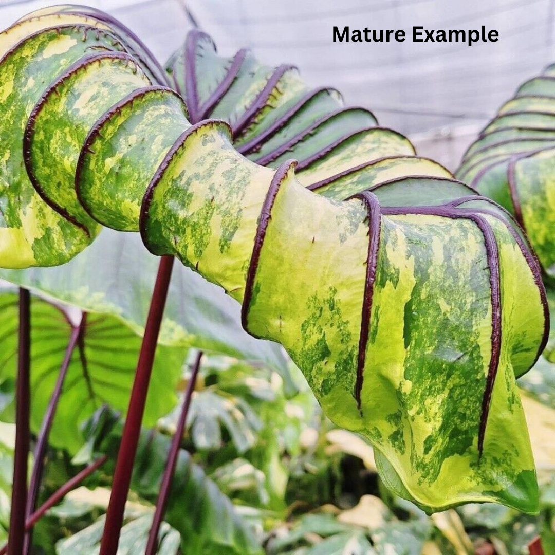Colocasia pharoah's mask variegated (PRE-ORDER)