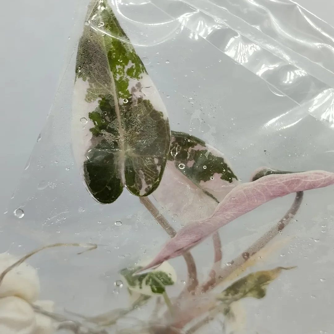 Alocasia Bambino Pink Variegated Tissue Culture (PRE-ORDER)-TC011