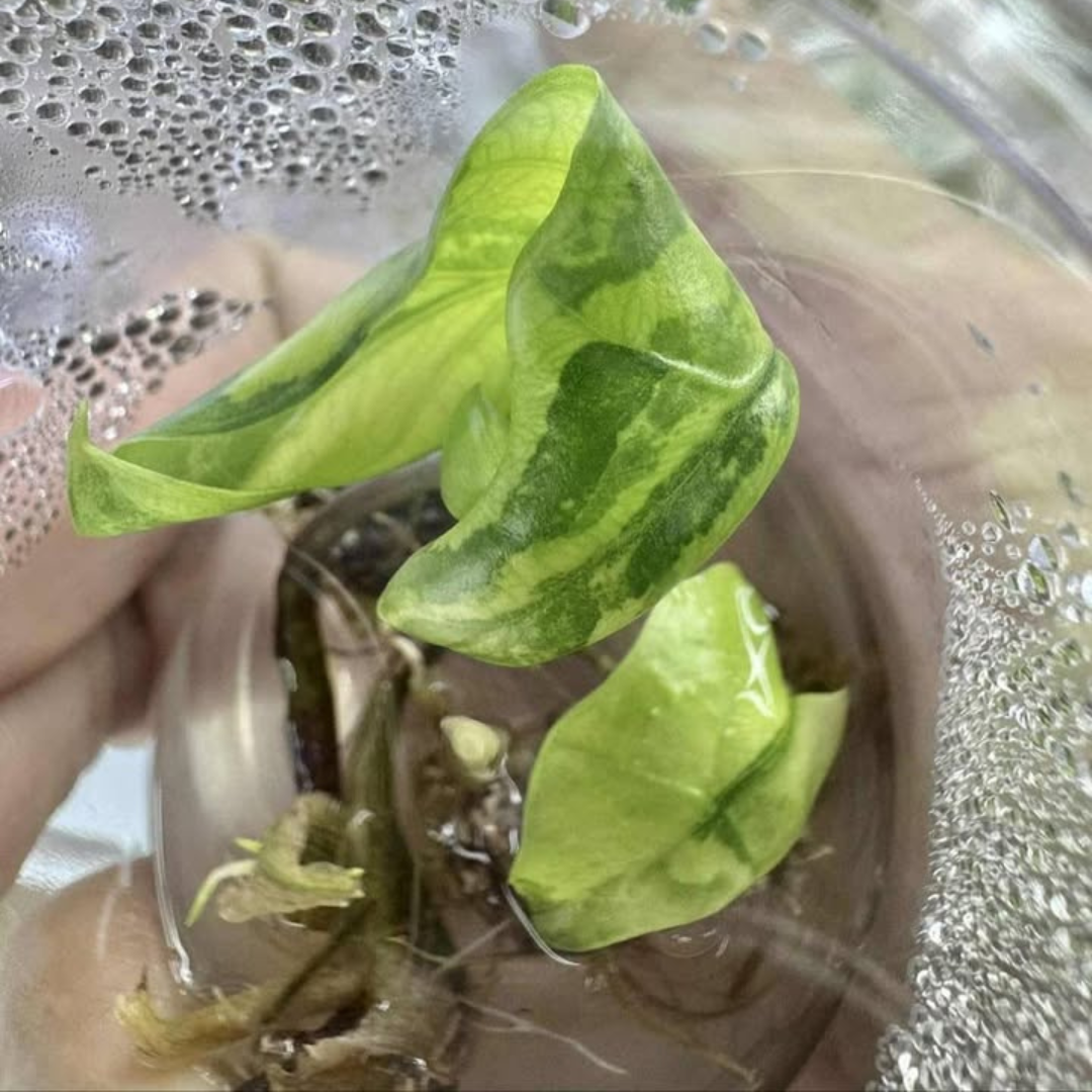 Alocasia Batwing Aurea Tissue Culture (PRE-ORDER)-TC012