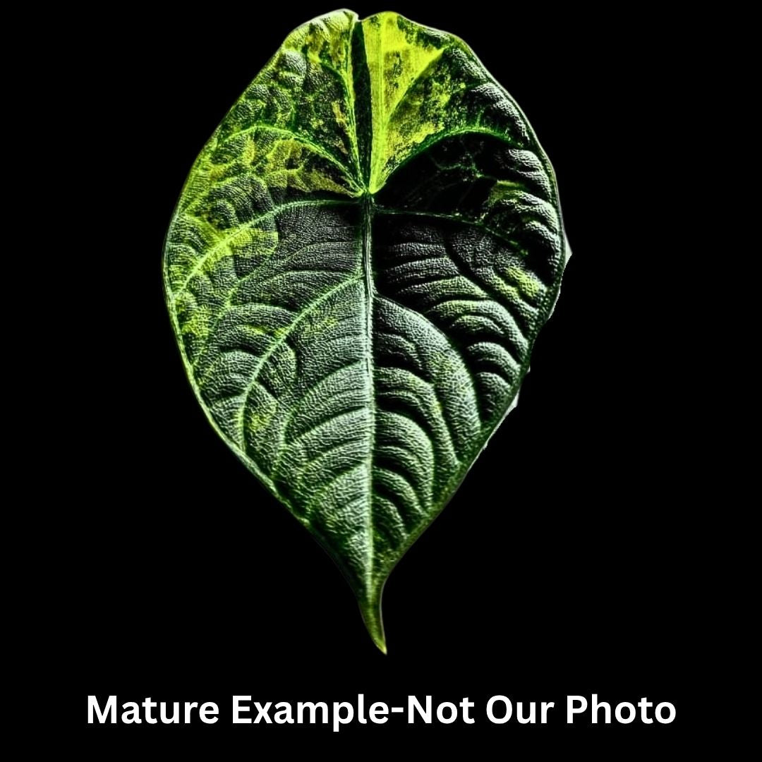 Alocasia Maharani Aurea Tissue Culture (PRE-ORDER)TC-033