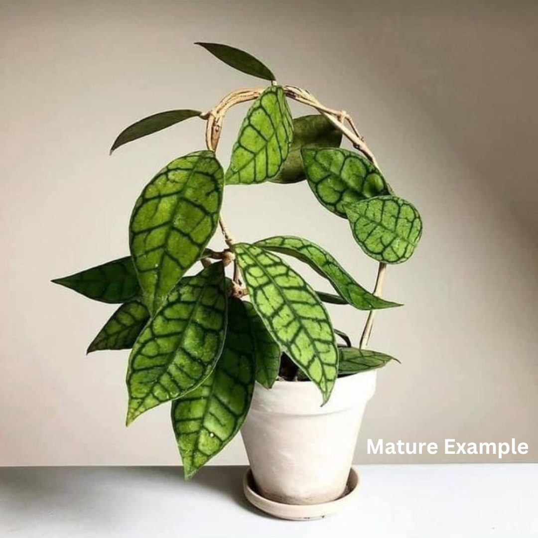Hoya Callistophylla Big Leaves- (Large) PRE-ORDER-JULY81