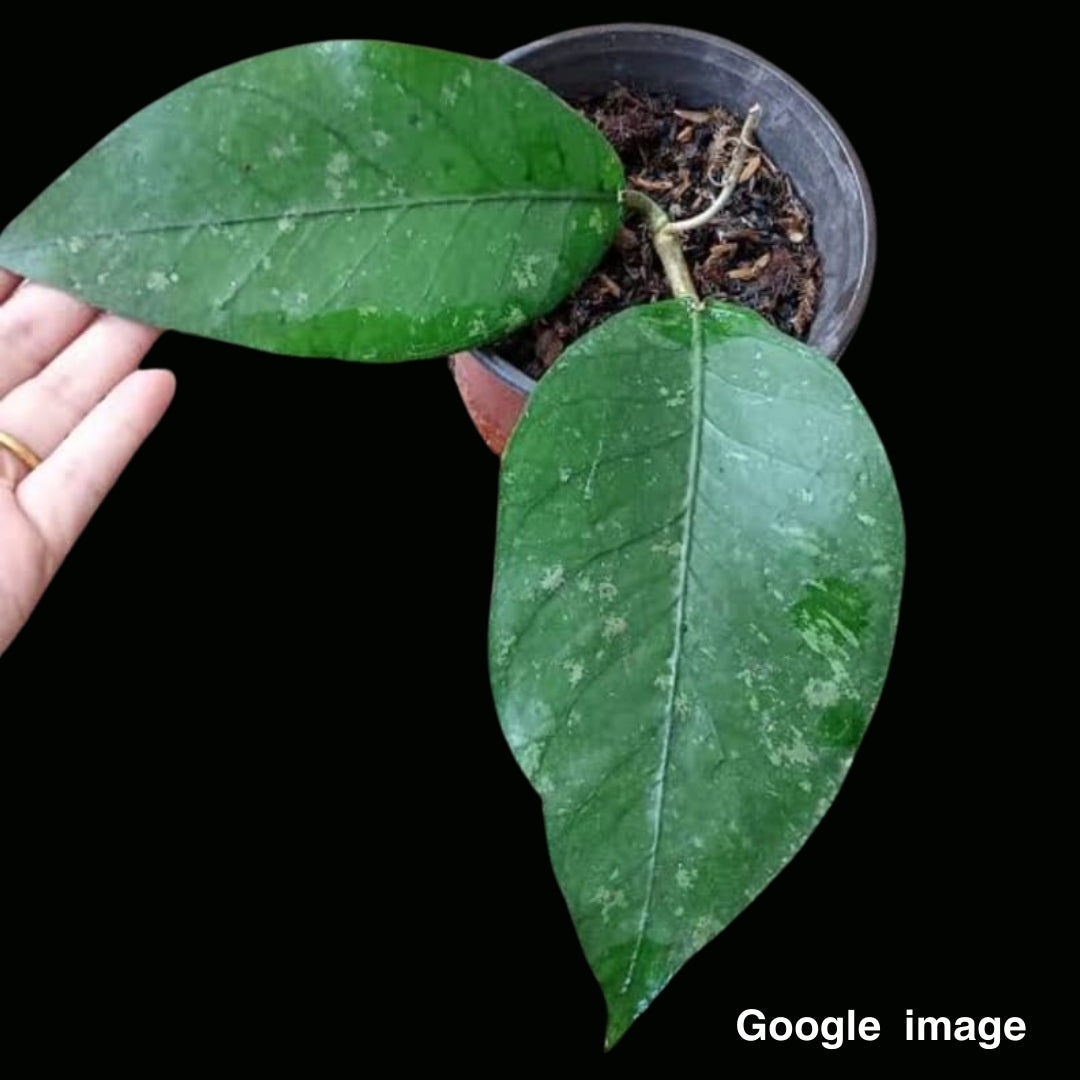 Hoya Sp.Aceh1 (Small) PRE-ORDER-JULY539