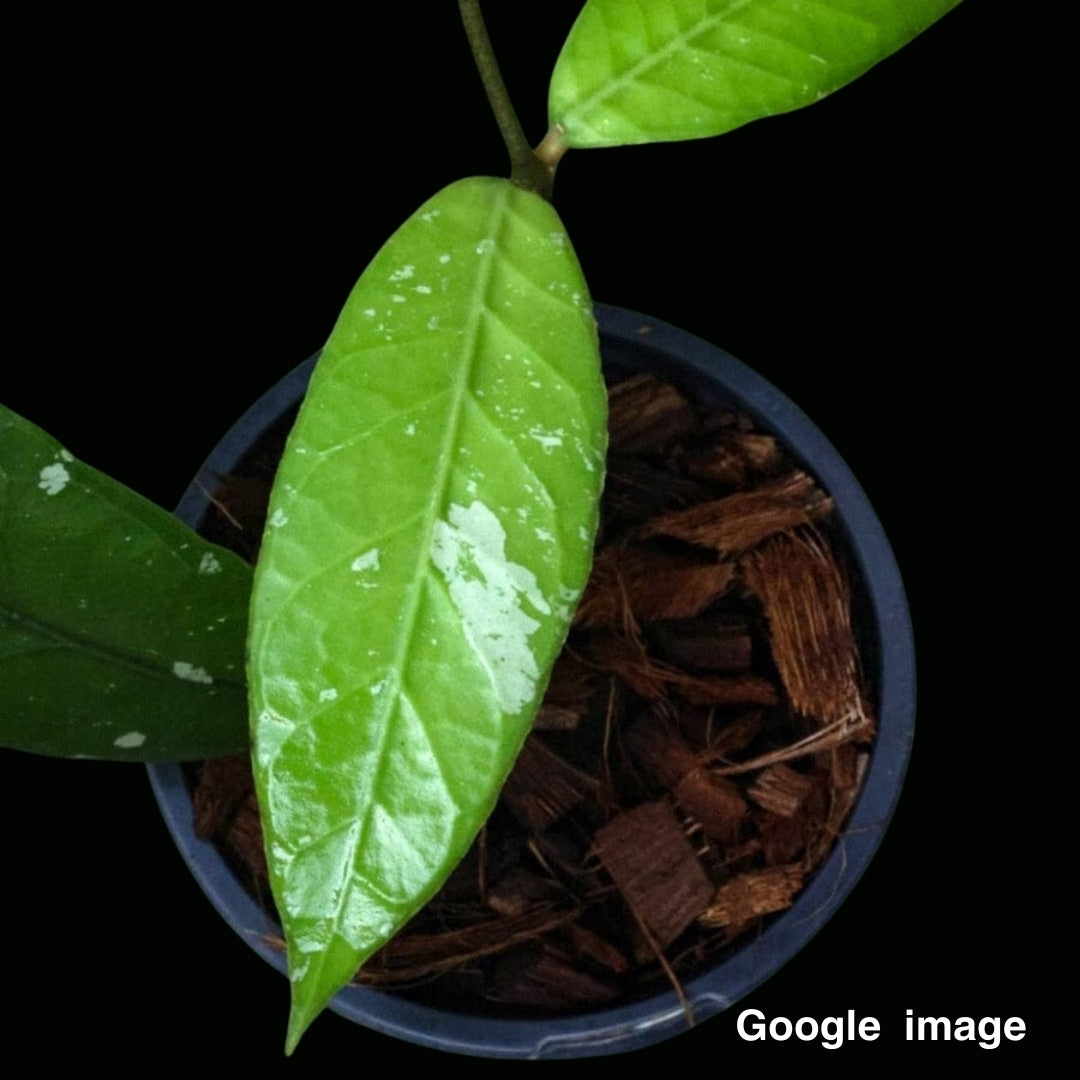 Hoya Sp.Aceh1 (Small) PRE-ORDER-JULY539