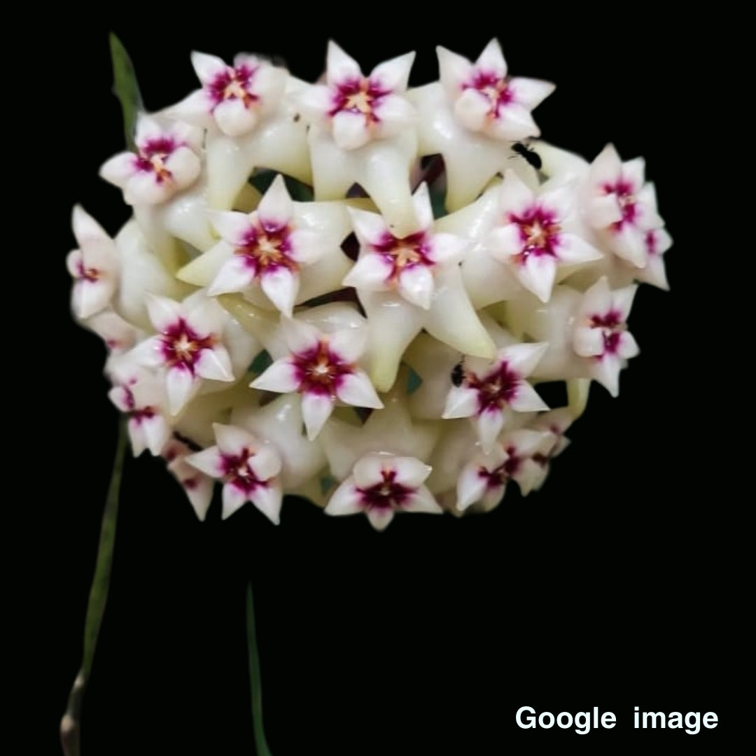 Hoya Sp.Bulusan Large (PRE-ORDER)-JULY407