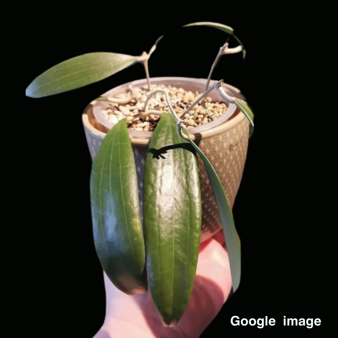 Hoya Sp.Bulusan Large (PRE-ORDER)-JULY407