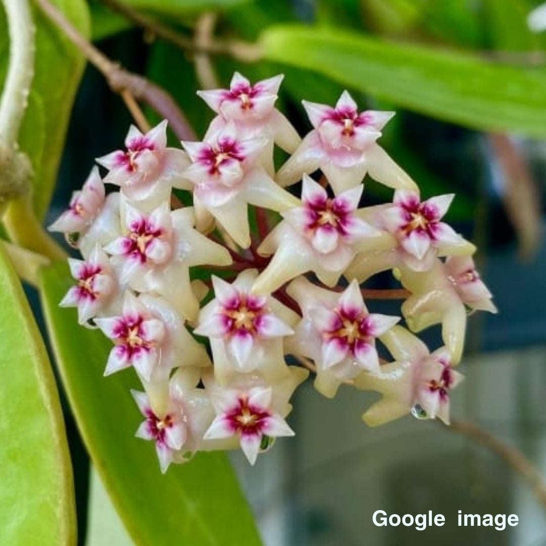 Hoya Sp.Bulusan Large (PRE-ORDER)-JULY407