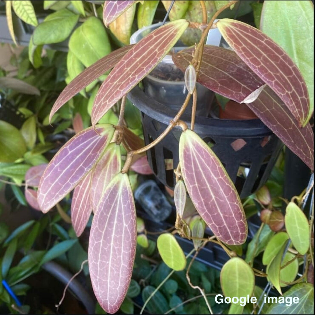 Hoya Sp.Bulusan Large (PRE-ORDER)-JULY407