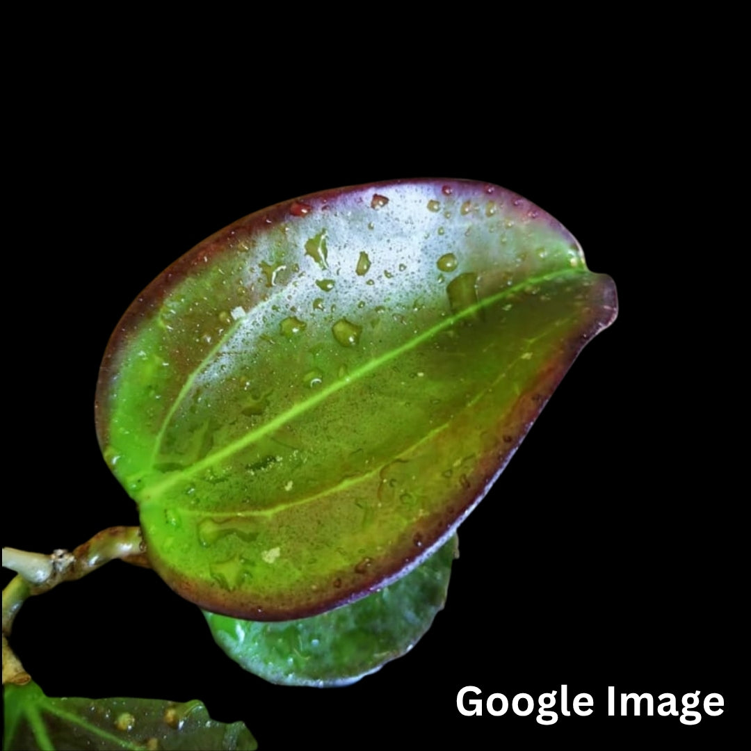 Hoya AH Mary Jane (Small) PRE-ORDER-JULY040