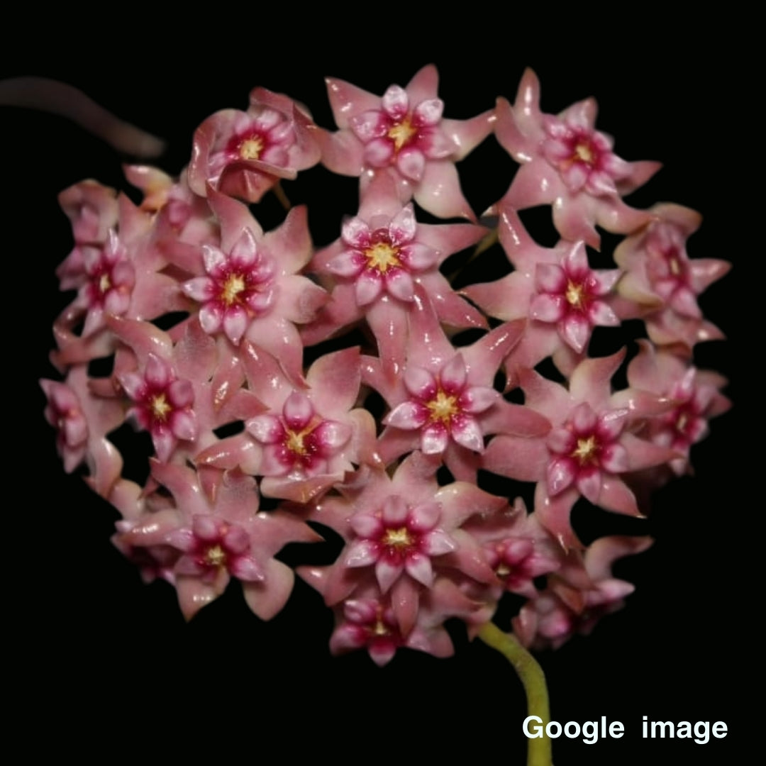 Hoya Sp. CoXanh 001 (Large) PRE-ORDER-JULY558