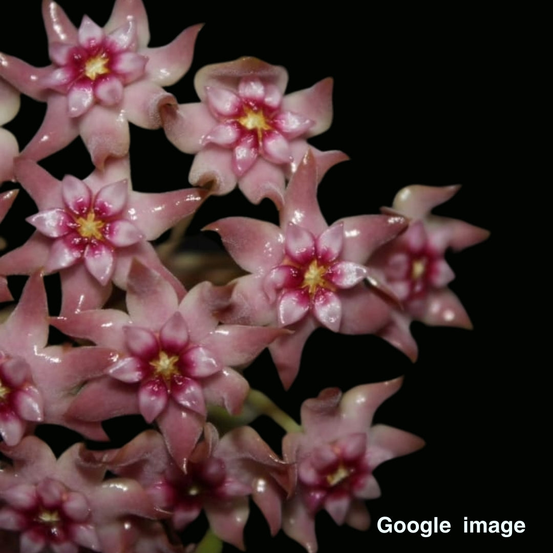 Hoya Sp. CoXanh 001 (Large) PRE-ORDER-JULY558