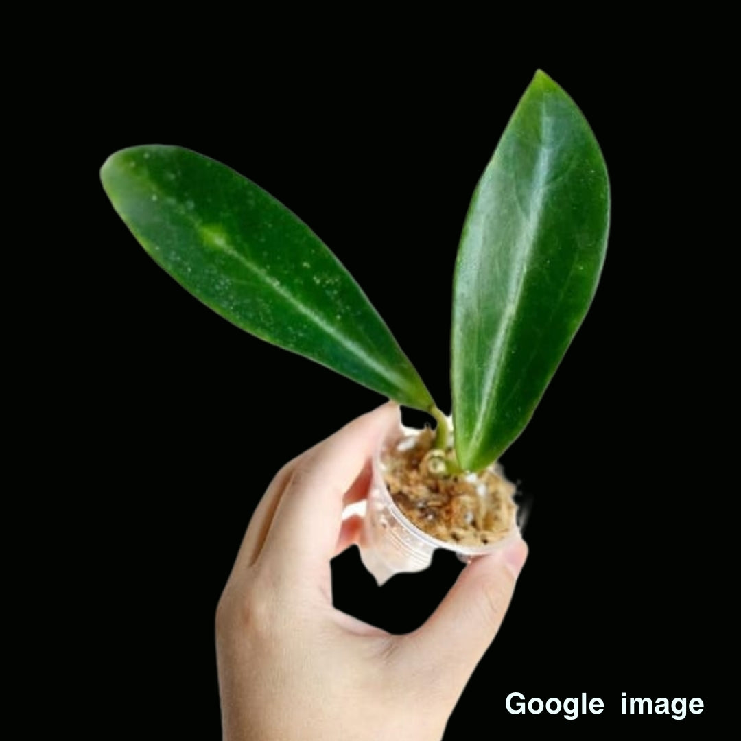 Hoya Sp. CoXanh 001 (Large) PRE-ORDER-JULY558