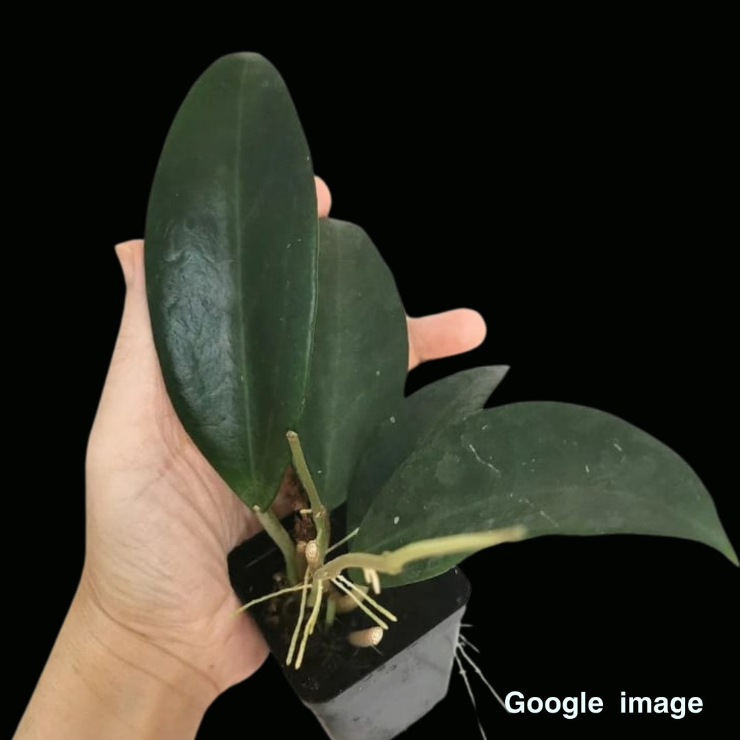 Hoya Sp. CoXanh 001 (Large) PRE-ORDER-JULY558