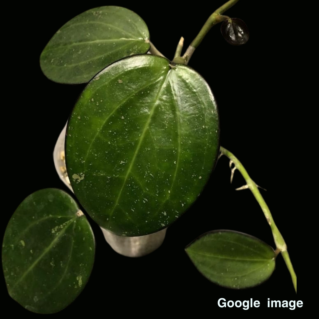 Hoya Sp. Da lat (Large) PRE-ORDER-JULY559