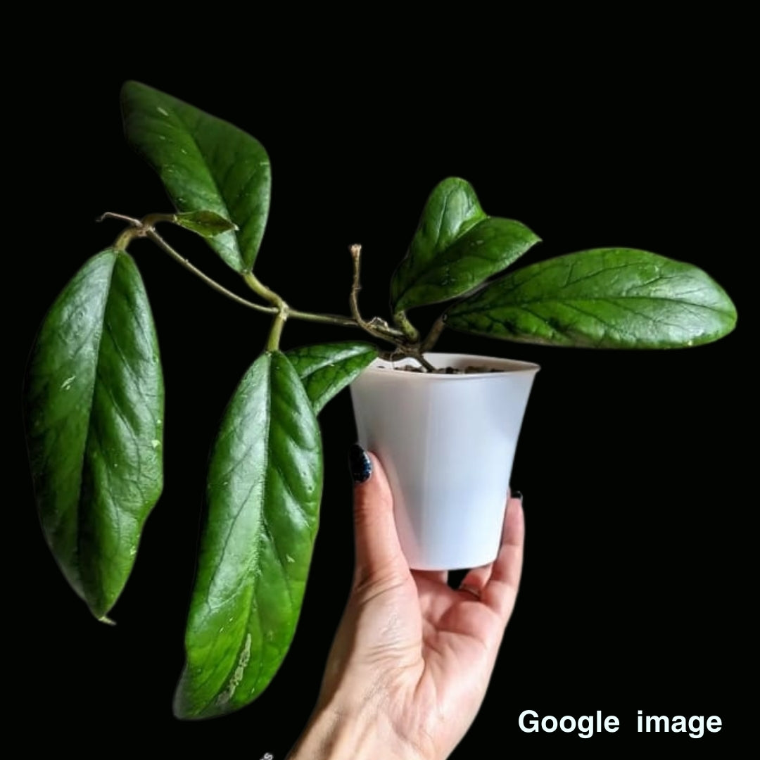 Hoya Sp.Doitung Large (PRE-ORDER)-JULY412