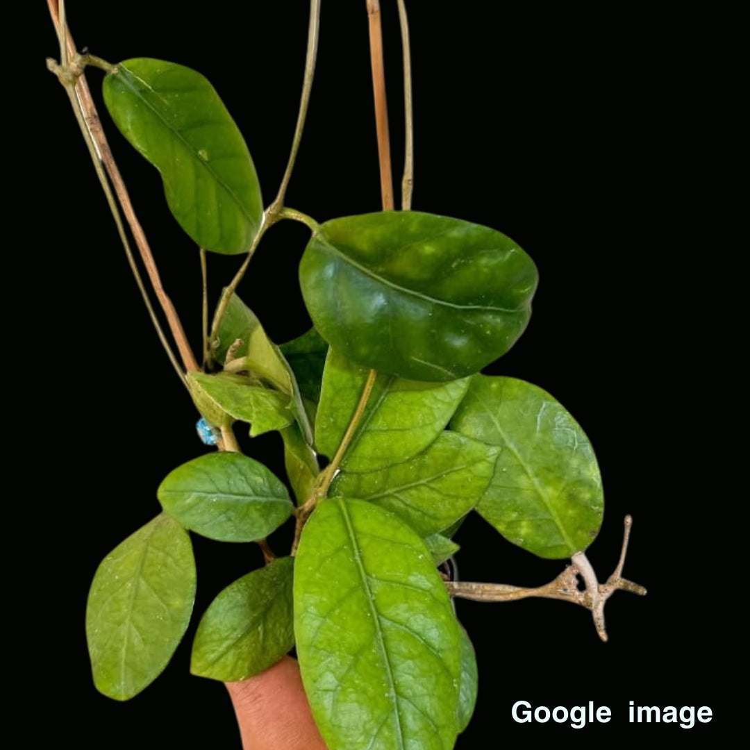 Hoya Sp.Doitung (Large) PRE-ORDER-JULY560