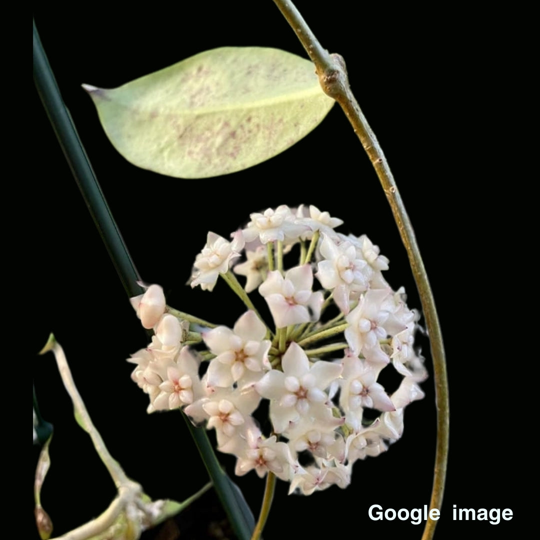 Hoya Sp.Doitung Large (PRE-ORDER)-JULY412