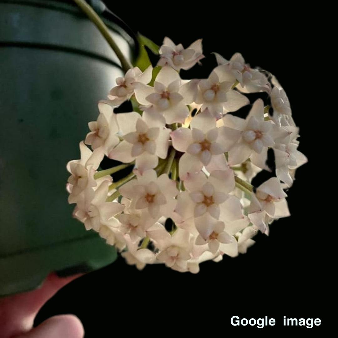 Hoya Sp.Doitung (Large) PRE-ORDER-JULY560