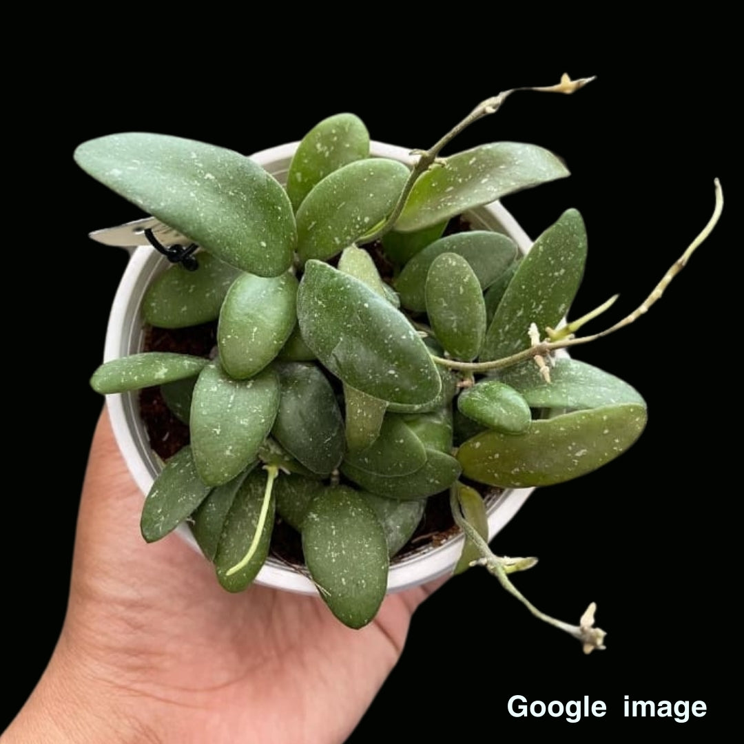 Hoya Sp.GPS 7240 Large (PRE-ORDER)-JULY418