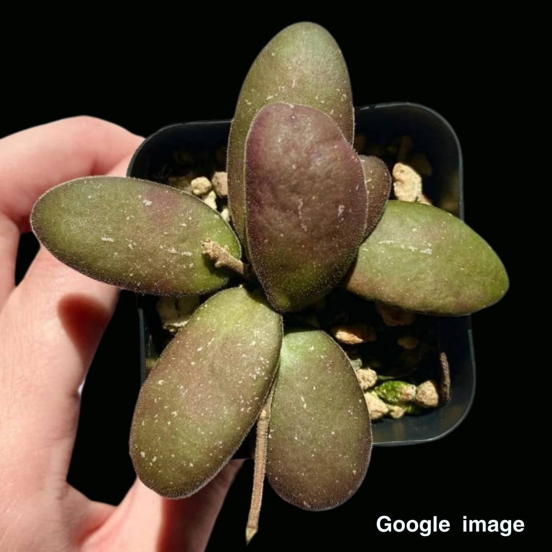 Hoya Sp.GPS 7240 Large (PRE-ORDER)-JULY418