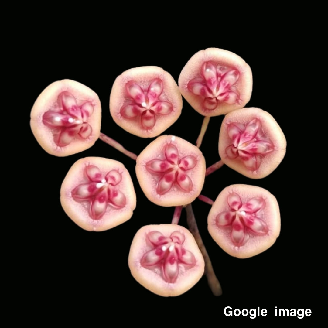 Hoya Benchaii (Medium) PRE-ORDER-JULY066
