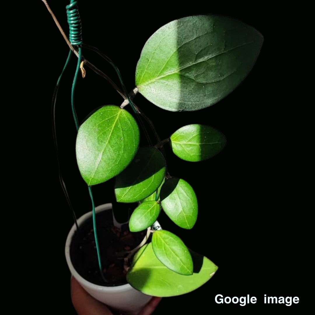 Hoya Sp. Haiphong (Large) PRE-ORDER-JULY572