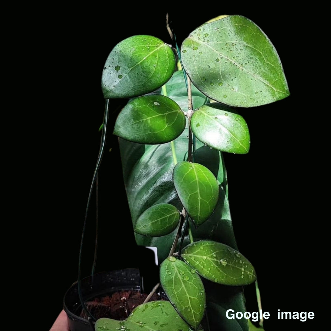Hoya Sp. Haiphong (Large) PRE-ORDER-JULY572