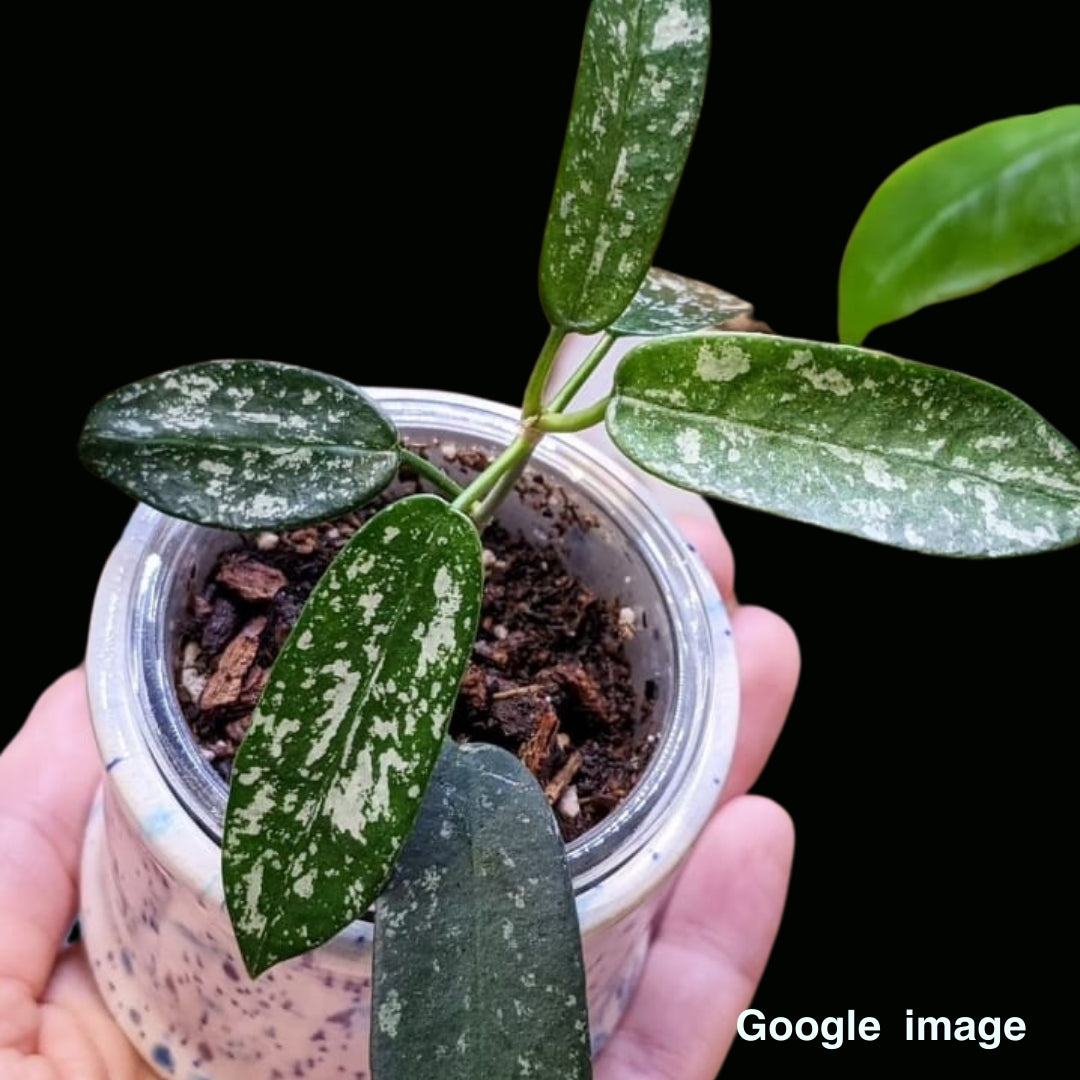 Hoya Sp. Hon Thom Splash (Large) PRE-ORDER-JULY573