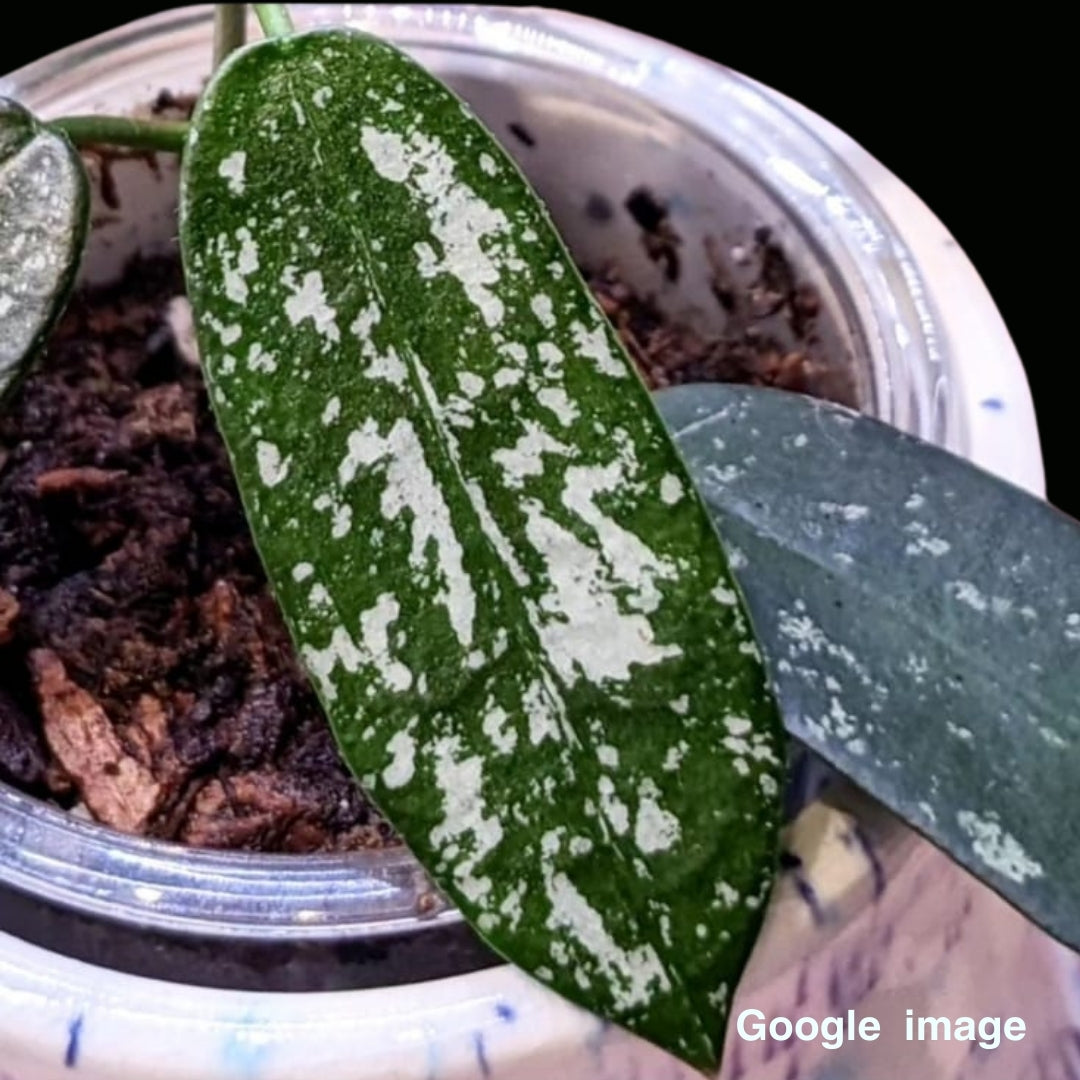 Hoya Sp. Hon Thom Splash (Large) PRE-ORDER-JULY573