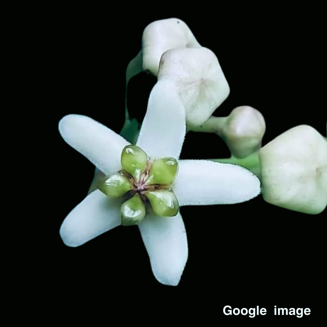 Hoya Sp. Hon Thom Splash (Large) PRE-ORDER-JULY573