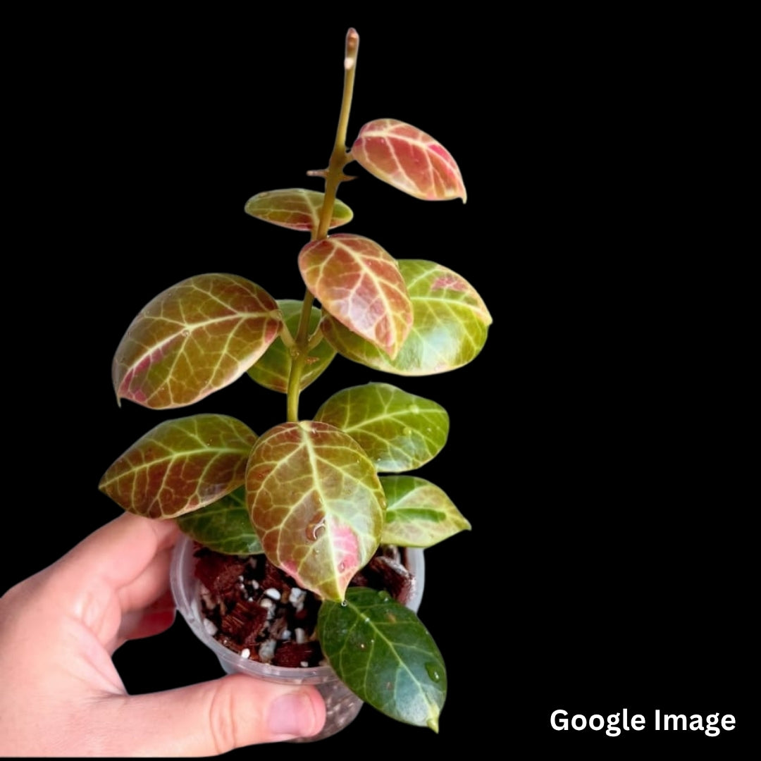 Hoya Obscura Albomarginata (Medium) PRE-ORDER-JULY422