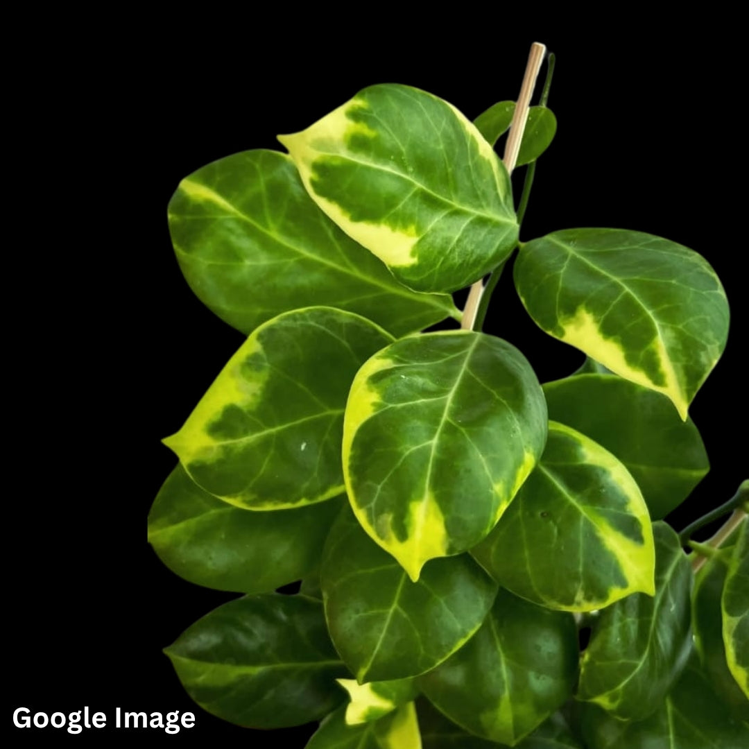 Hoya Obscura Albomarginata (Medium) PRE-ORDER-JULY422