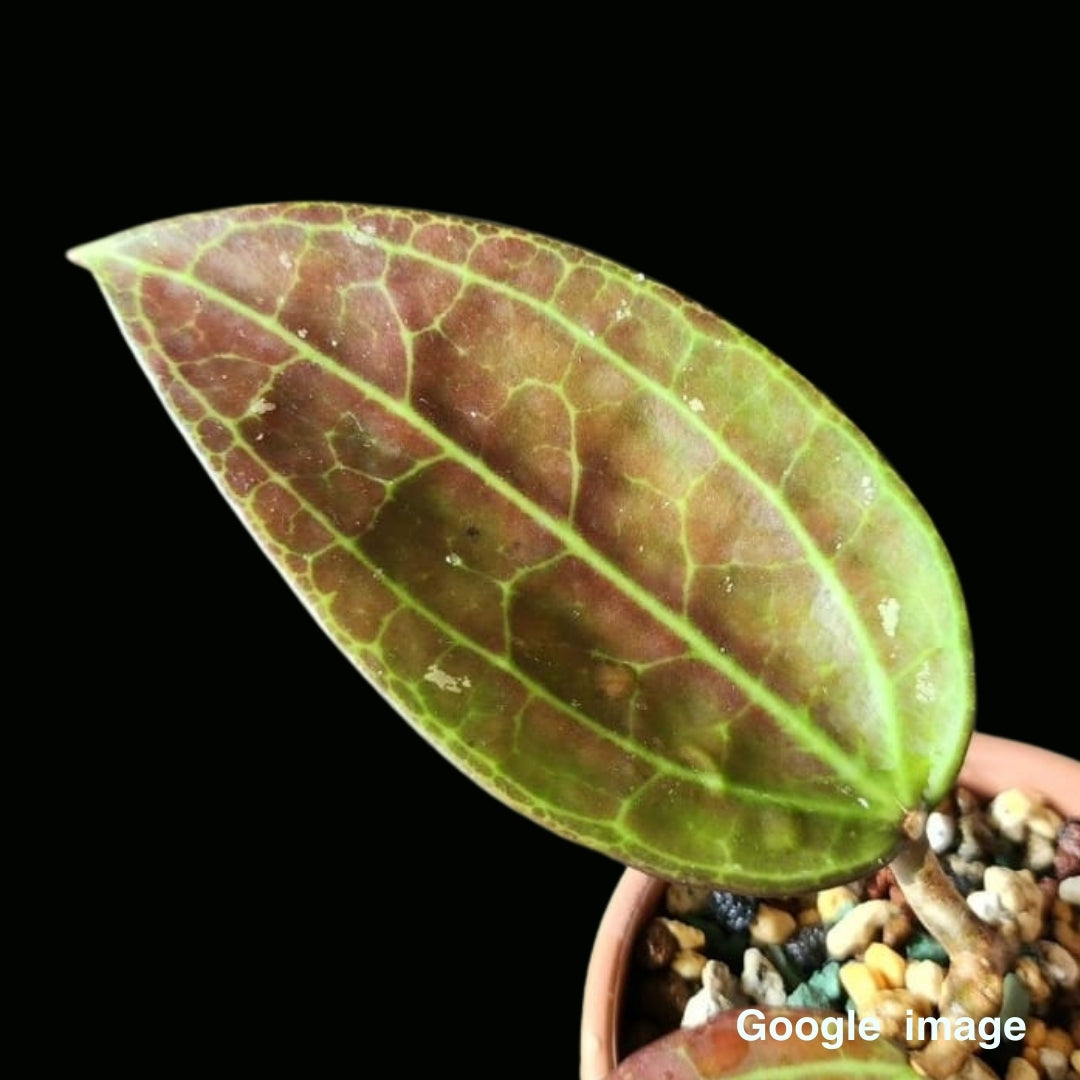 Hoya Sp. IV From WMZ SRQ 3066 Large (PRE-ORDER)-JULY423