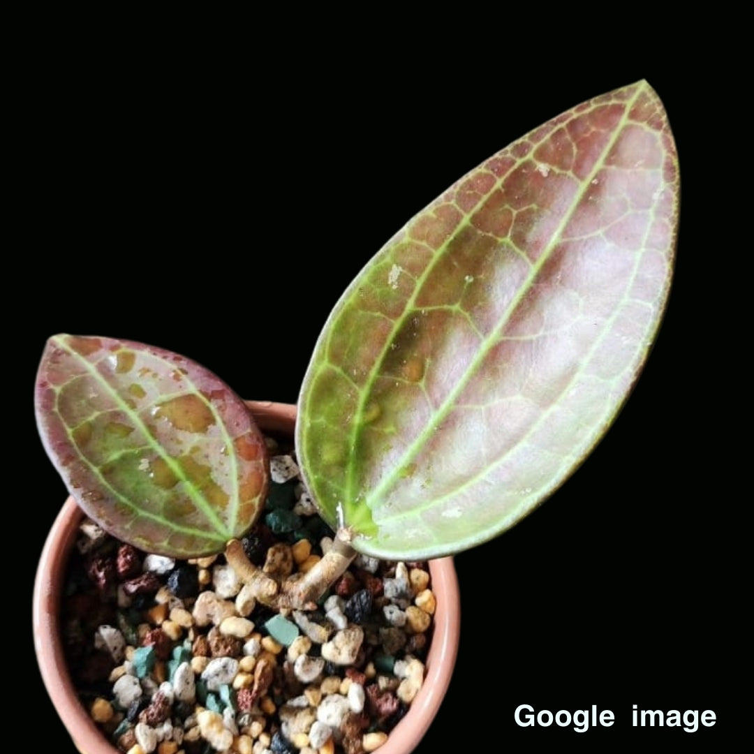 Hoya Sp. IV From WMZ SRQ 3066 Large (PRE-ORDER)-JULY423