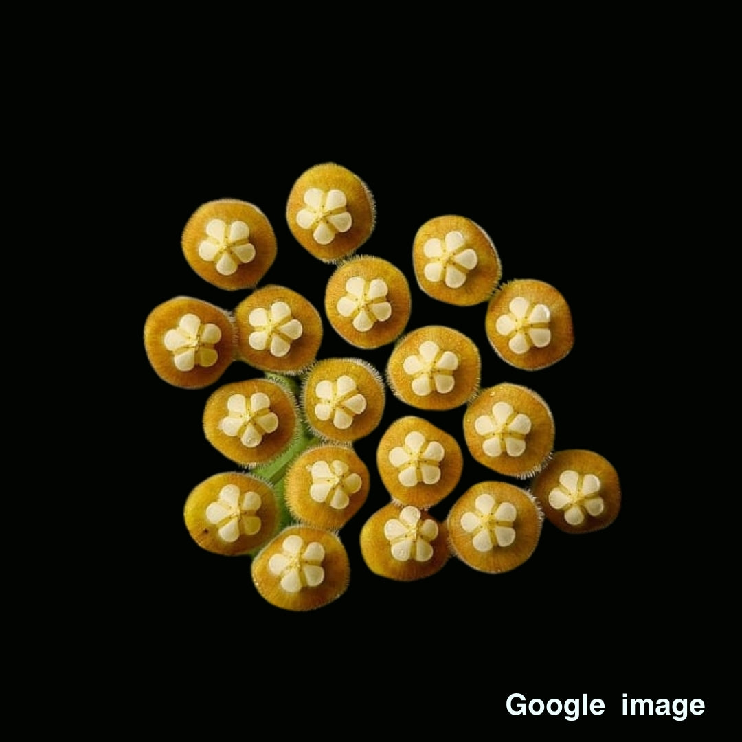 Hoya Sp. Jatim (Medium) PRE-ORDER-JULY576