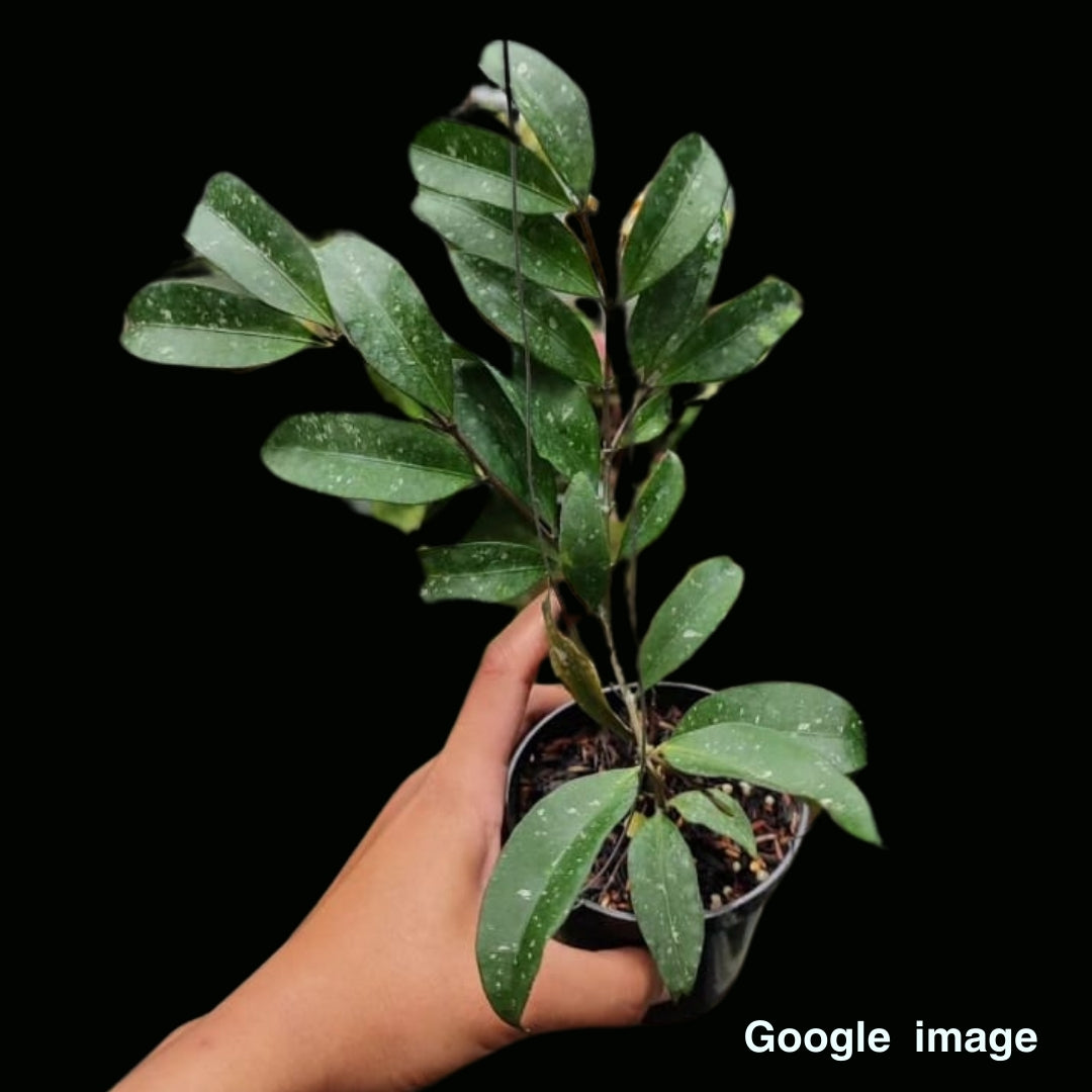 Hoya Sp. Jatim (Medium) PRE-ORDER-JULY576
