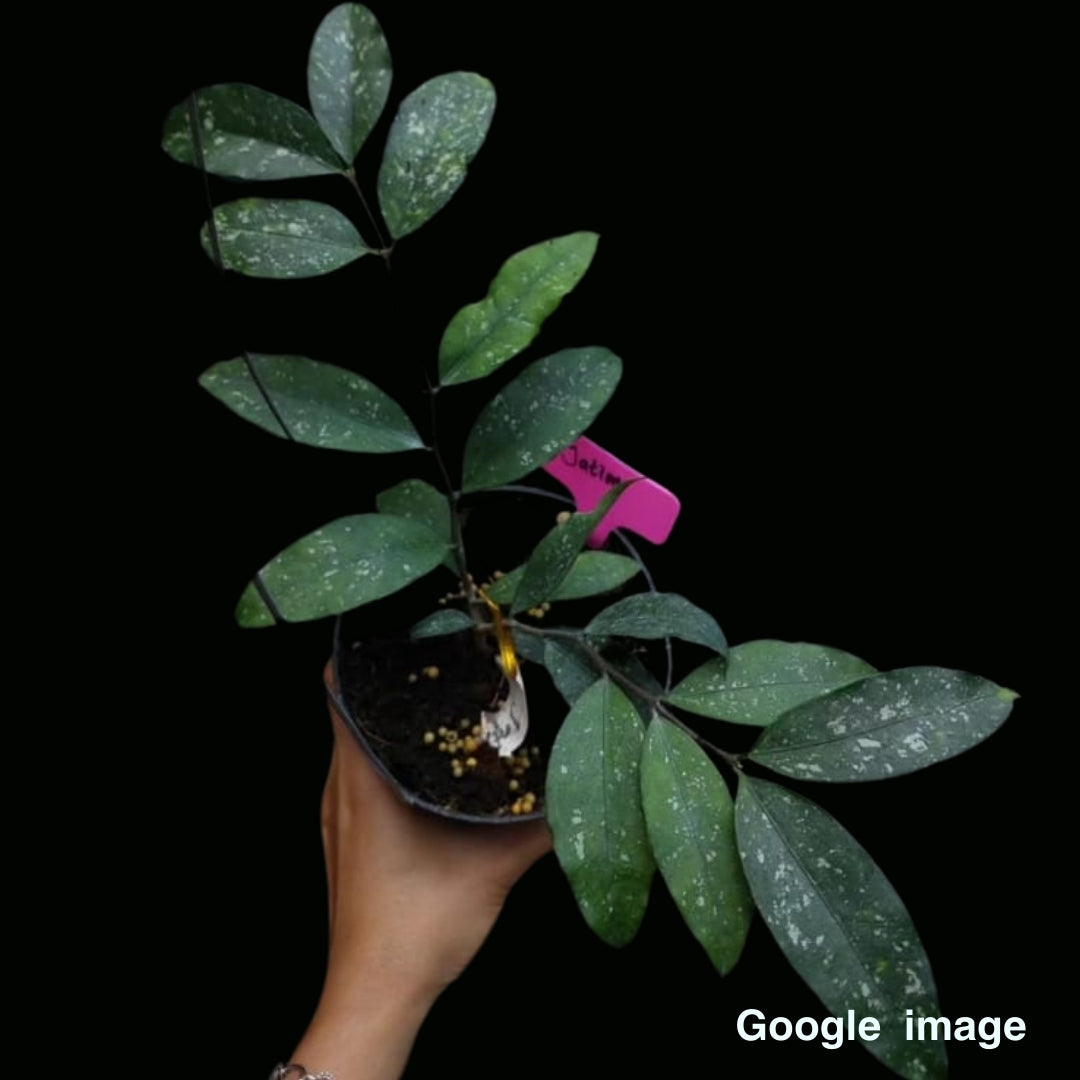 Hoya Sp. Jatim (Medium) PRE-ORDER-JULY576