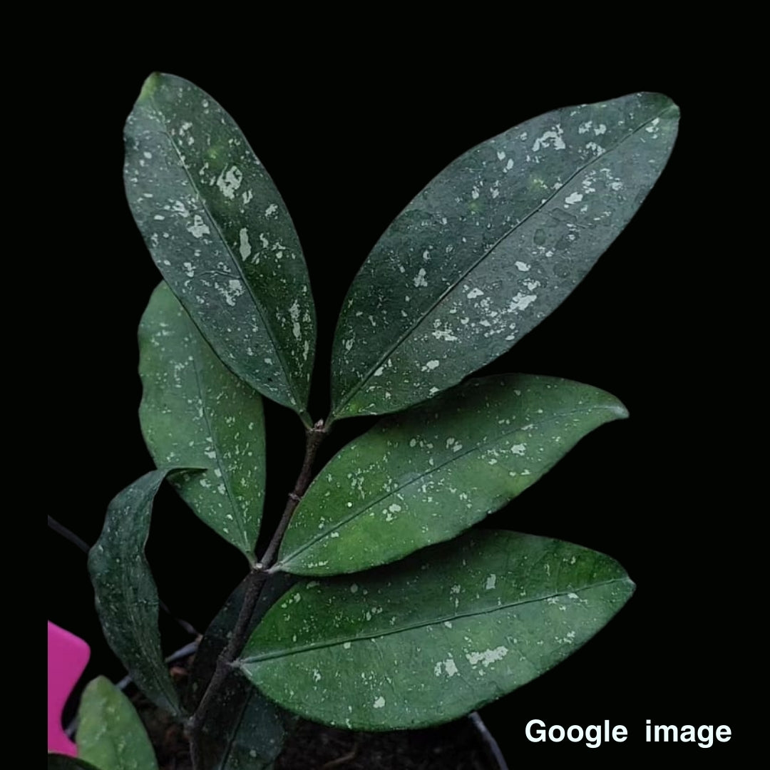 Hoya Sp. Jatim (Medium) PRE-ORDER-JULY576