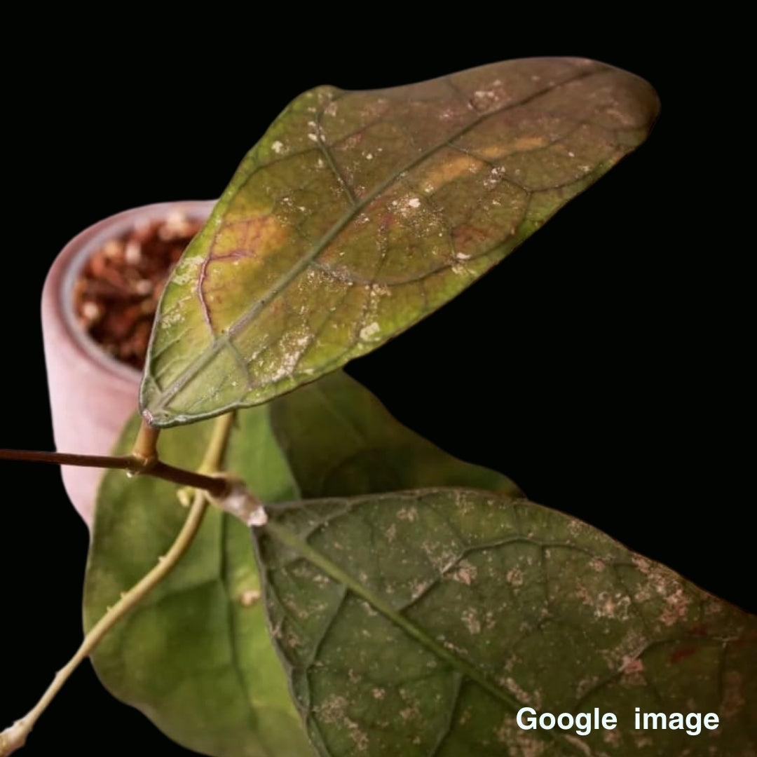 Hoya Sp.Lata Iskandar (Large) PRE-ORDER-JULY581