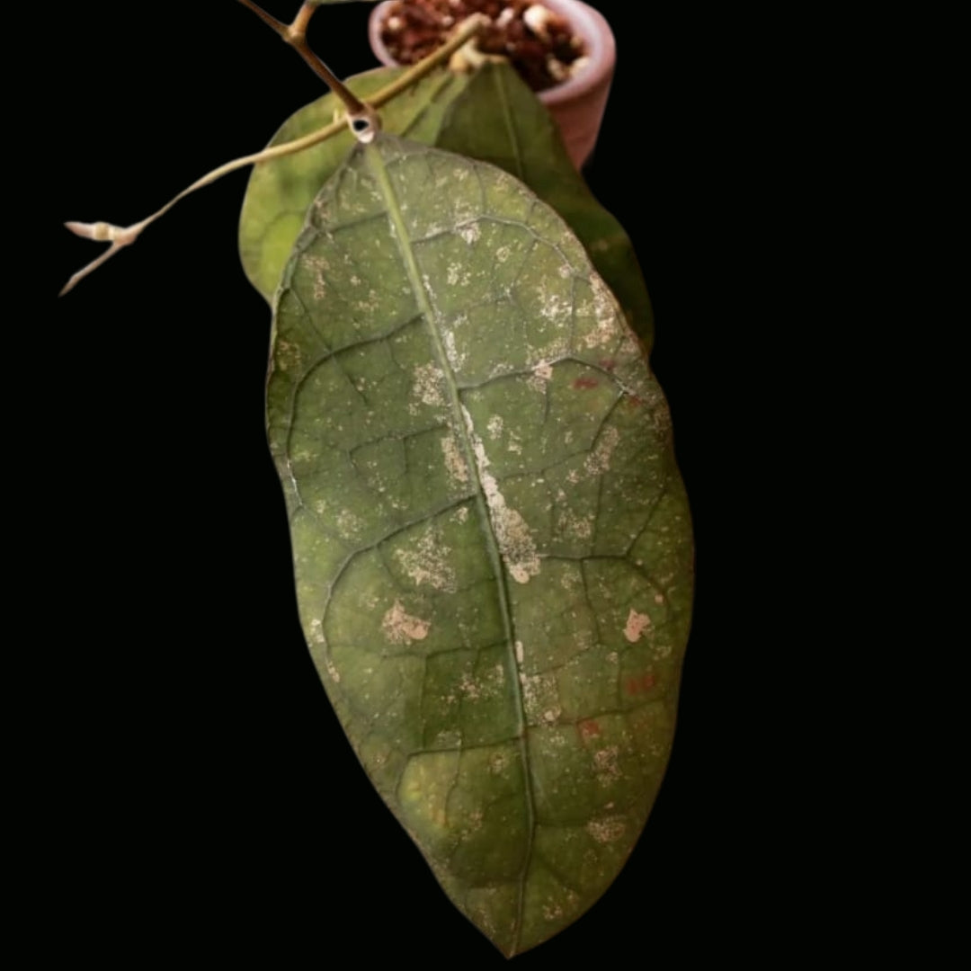 Hoya Sp.Lata Iskandar (Large) PRE-ORDER-JULY581