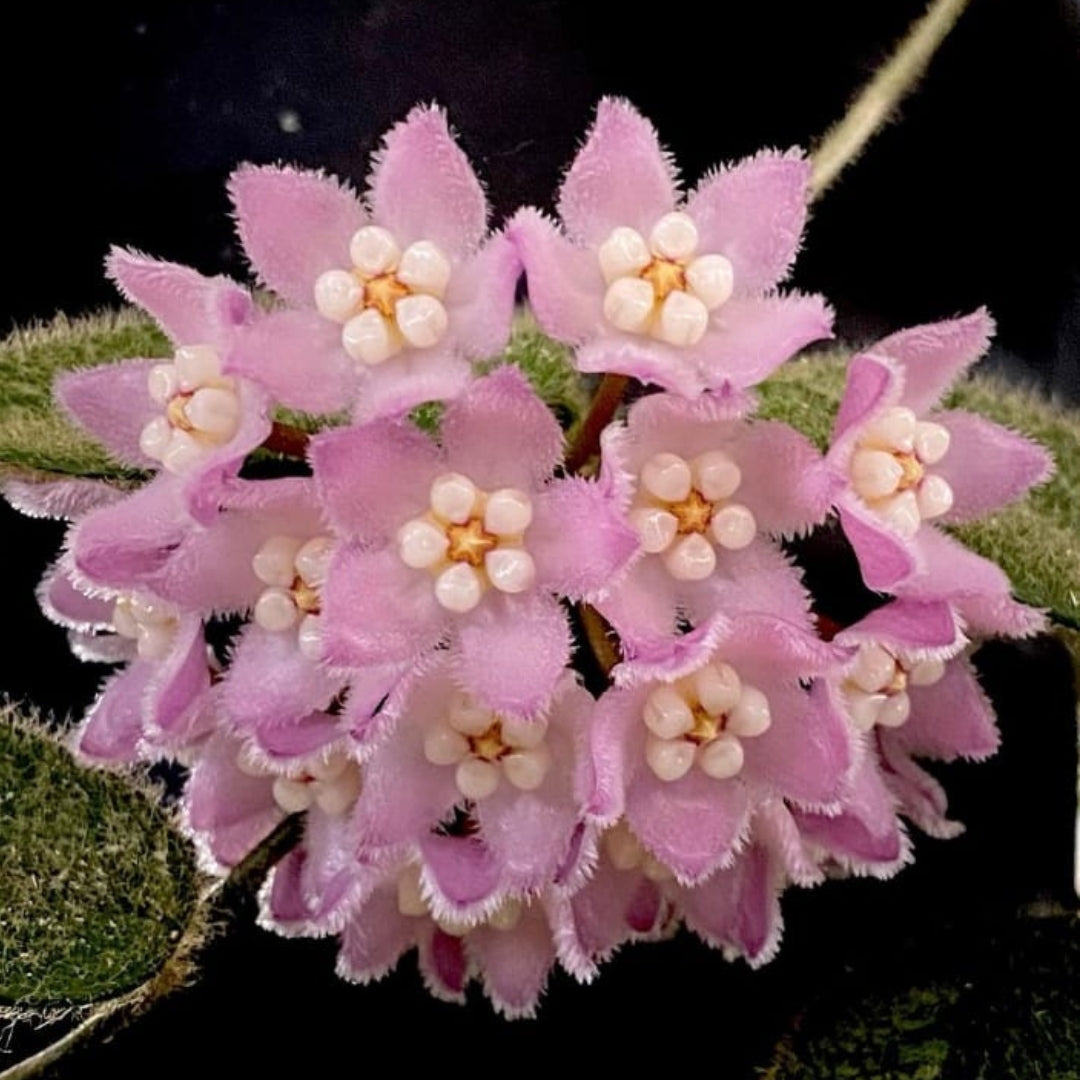 Hoya Thomsonii Pink (Large) PRE-ORDER)JULY630