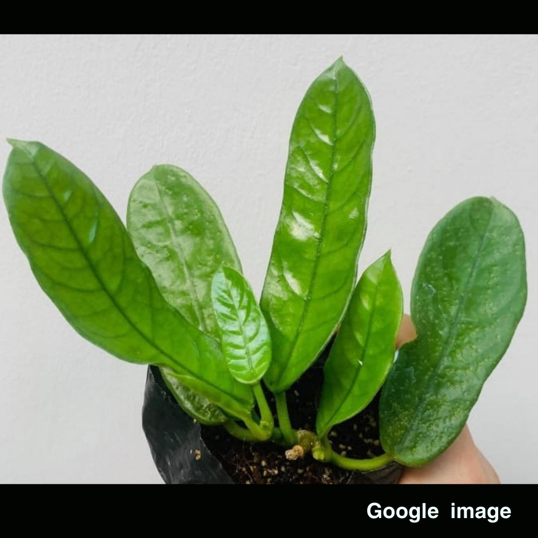 Hoya Sp. Motuo Large (PRE-ORDER)-JULY427