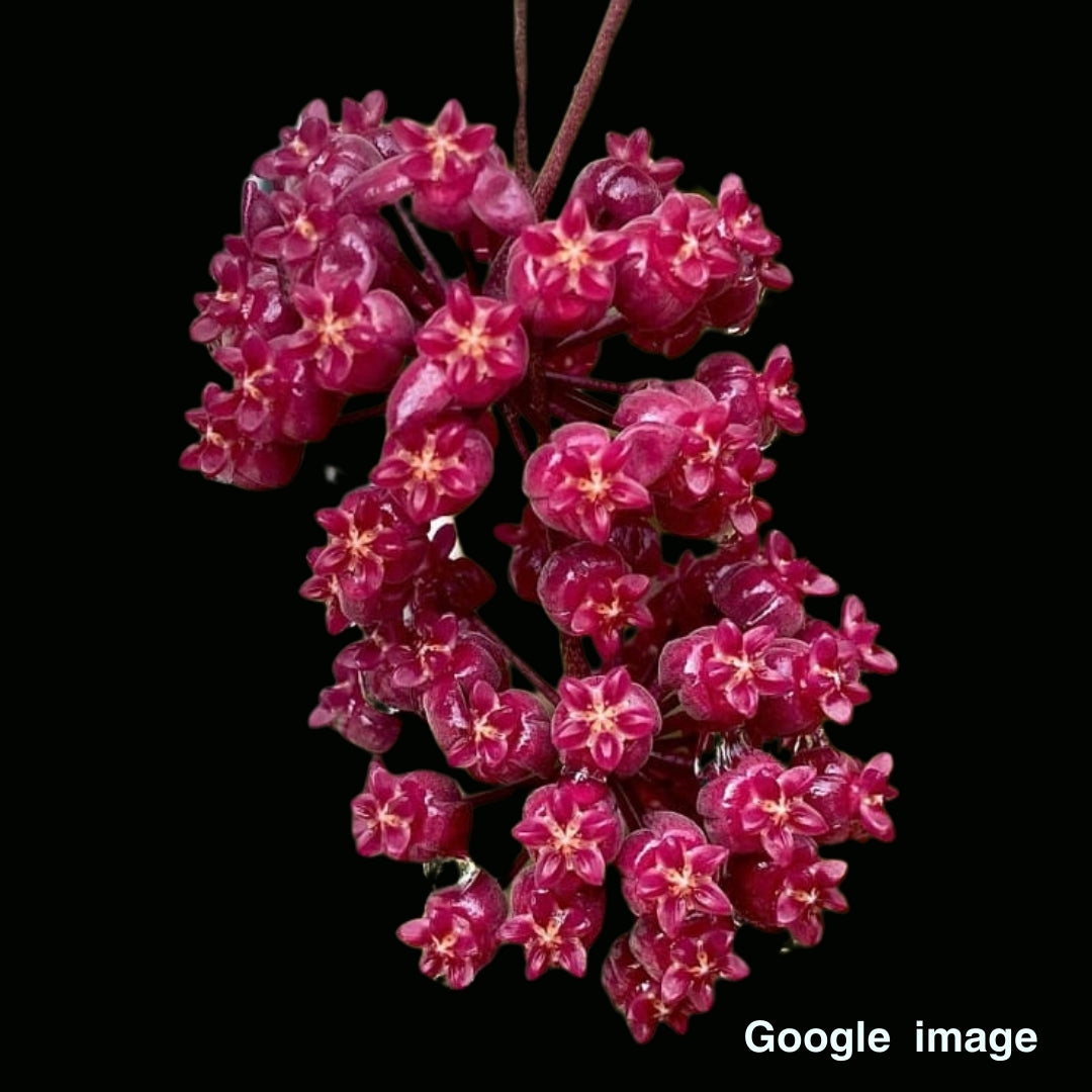 Hoya Sp. Pahang Large (PRE-ORDER)-JULY429
